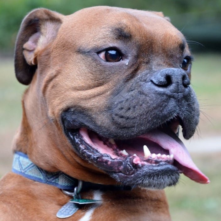 Boxer dog with pet supplies from Seasons and Travel"