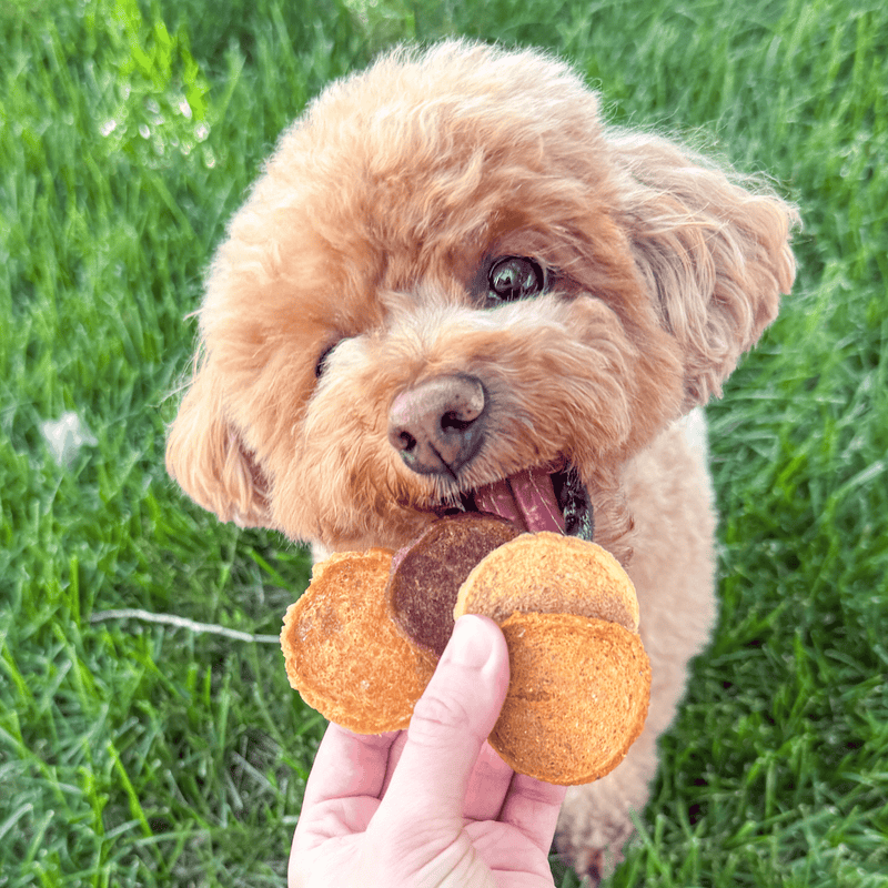 Poodle eating treats 