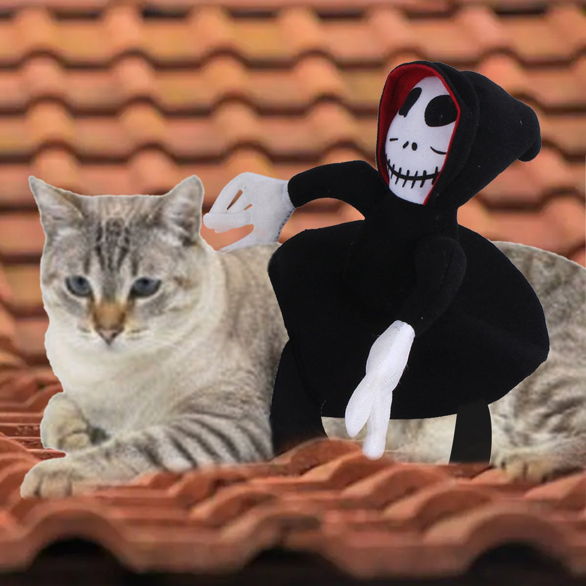 Black skull-hood pet costume with white gloves next to gray cat on bricks