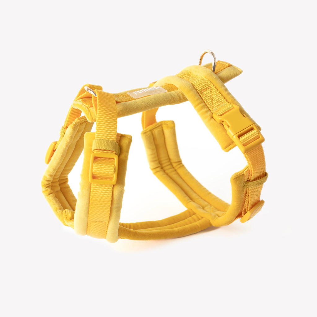 Yellow velvet dog harness with padded straps and buckle closures