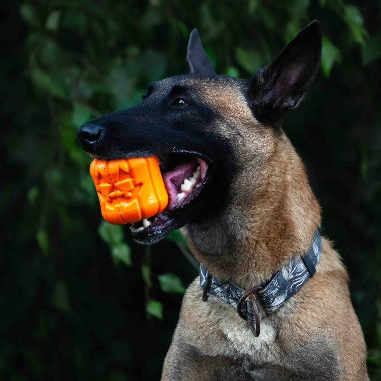 German shepherd dog holding an orange jack-o'-lantern chew and treat dispenser toy.