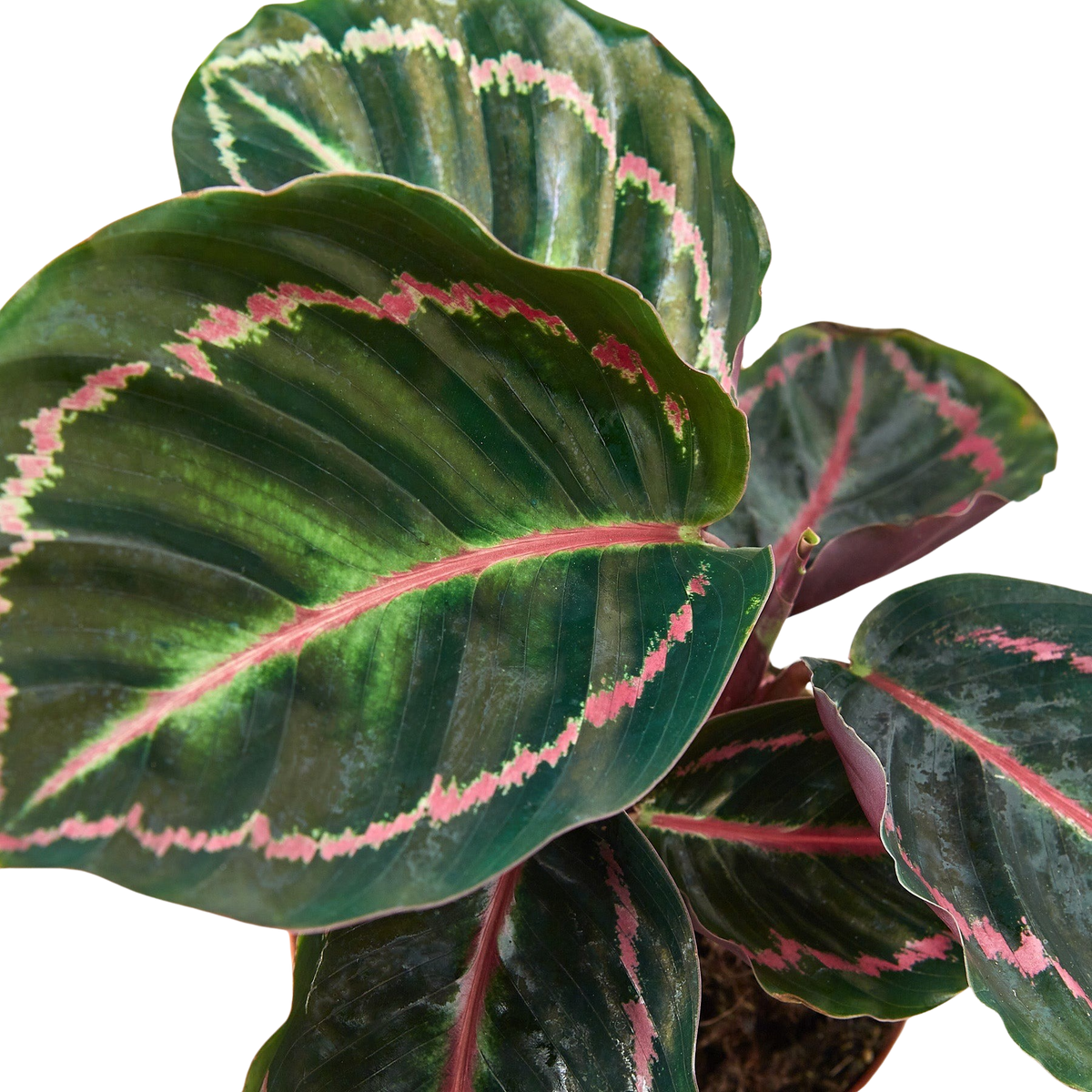 Close-up of Calathea 'Dottie' leaves with green centers, burgundy edges, and pink veins