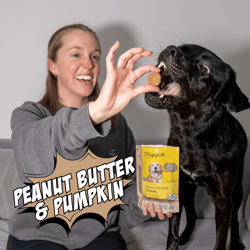 Crunchy dog biscuit pack, peanut butter & pumpkin flavor, held for a dog