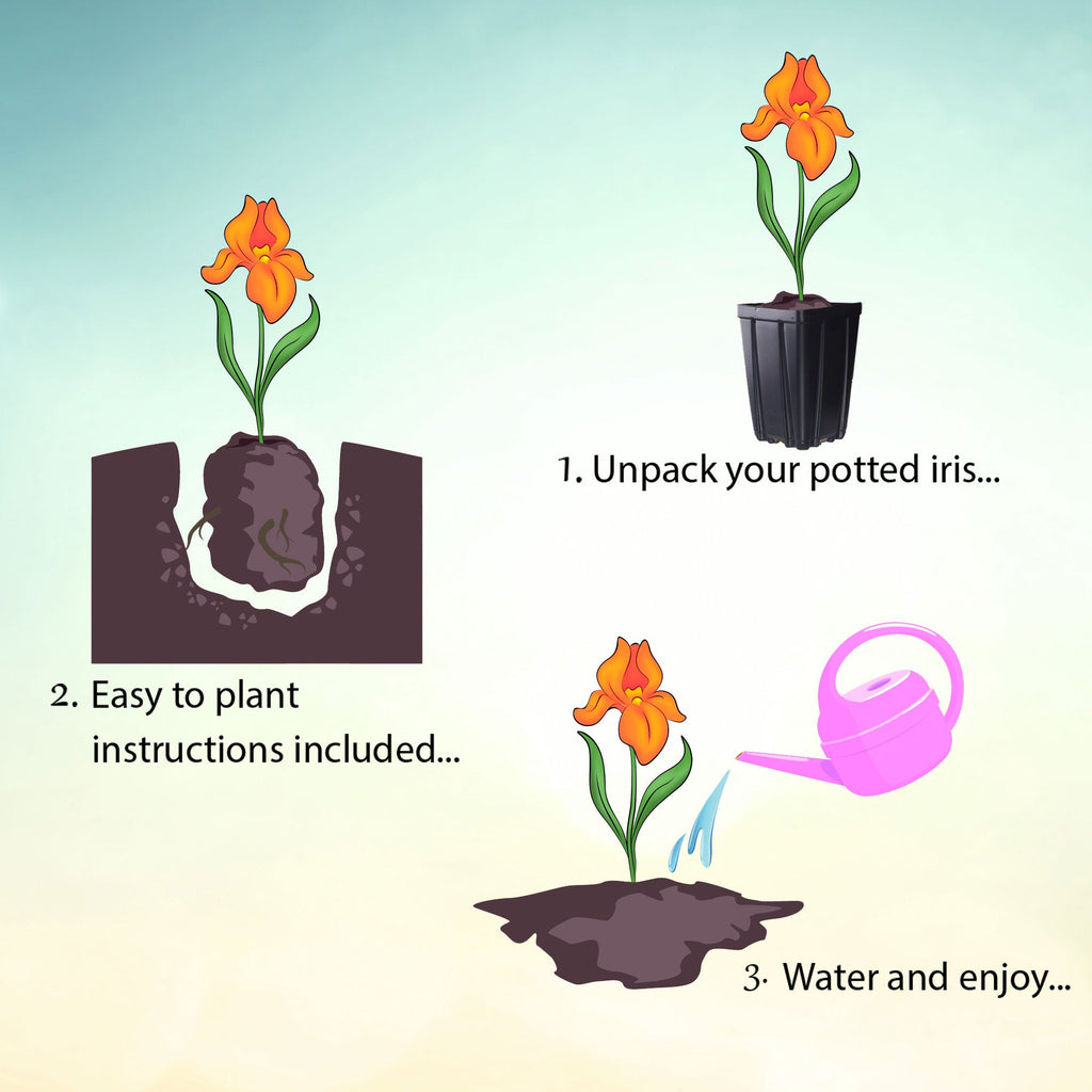 Picasso Moon bearded iris planting guide showing pot unpacking, planting, and watering