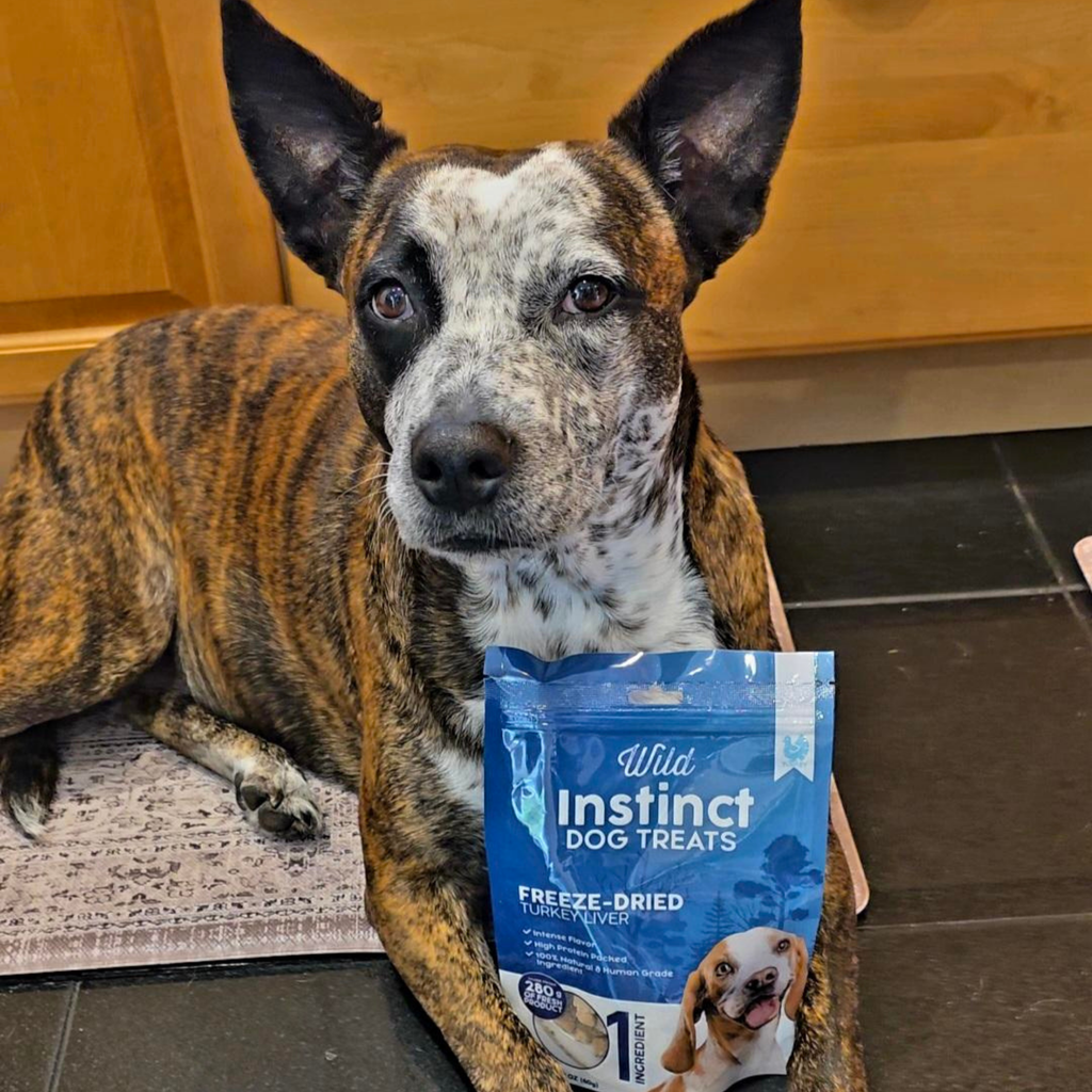 Dog lying indoors beside freeze-dried turkey liver treats pouch