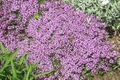 Creeping thyme ground cover with dense clusters of small purple flowers