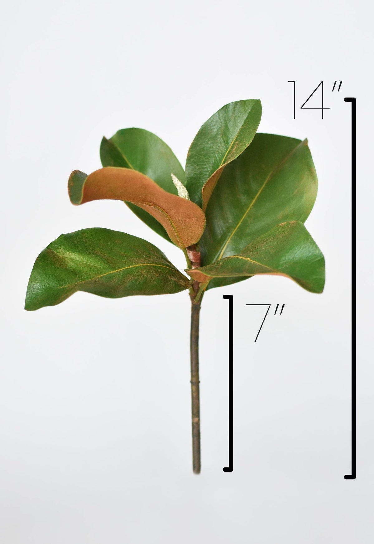 14-inch faux magnolia leaf stem with dimension markers for height and width