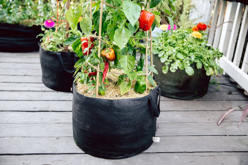 Black fabric planter bag with soil and tomato and pepper plants on a patio deck