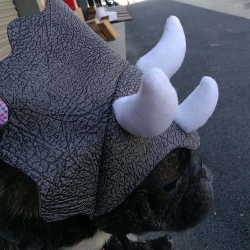 Grey textured pet dinosaur hat with three white horn tips on top