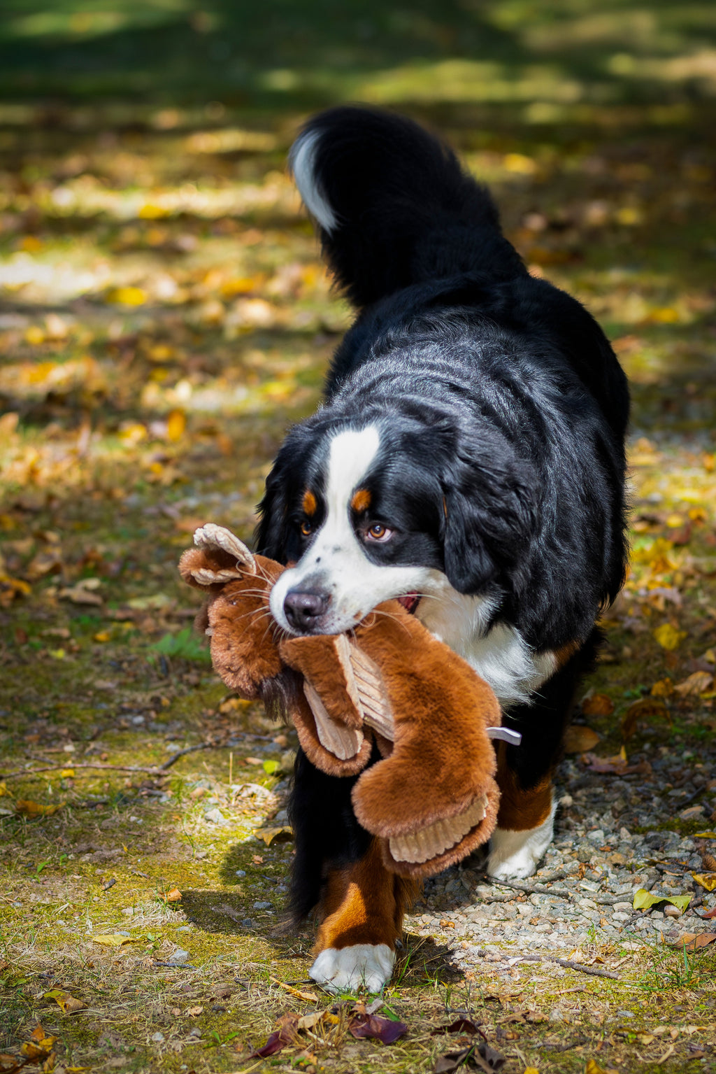 Plush dog toy with tan rope strap held in a black dog’s mouth