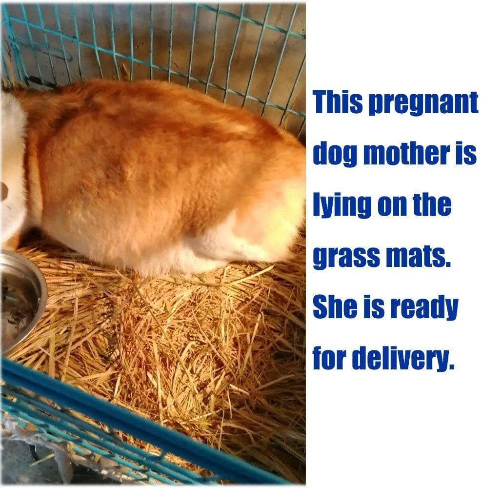 Grass woven bed mat inside a blue pet pen, straw bedding for pets