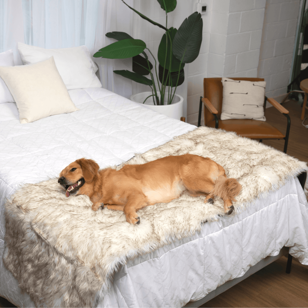 White faux fur waterproof bed runner with brown accents, dog resting on top
