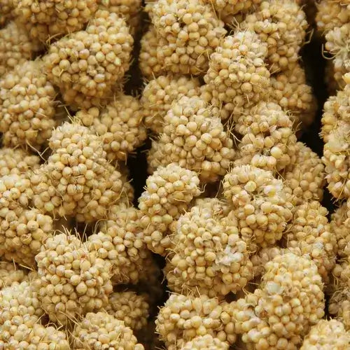 Close-up of millet seeds in a natural spray bird treat