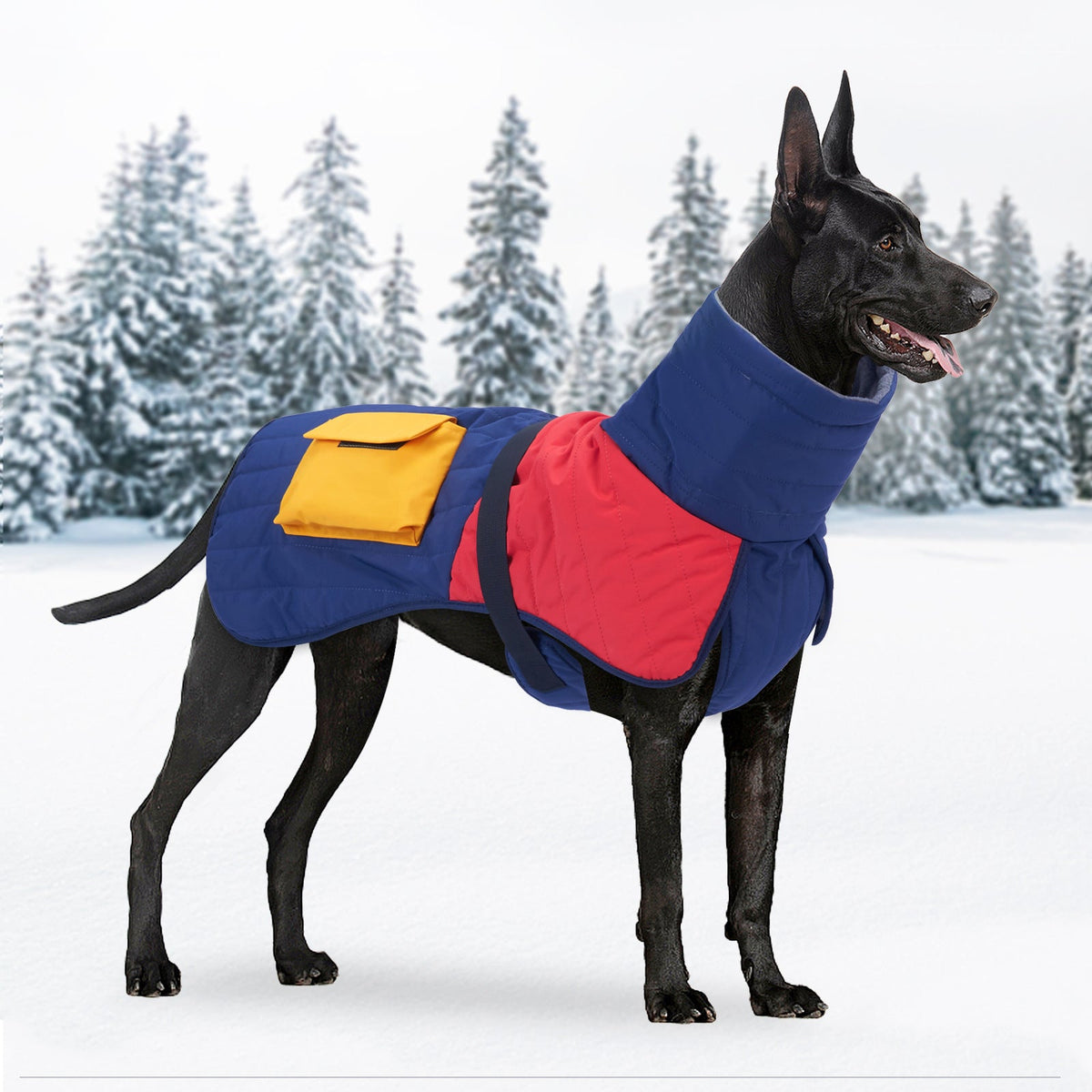 Blue and red padded winter dog coat with yellow pocket and adjustable straps