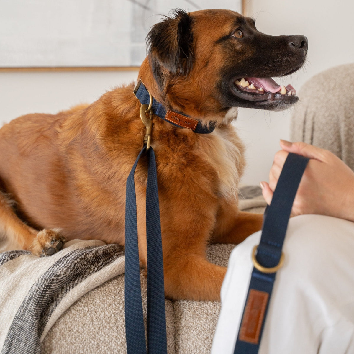 Indigo sky dog leash on a brown dog with brass hardware and adjustable strap