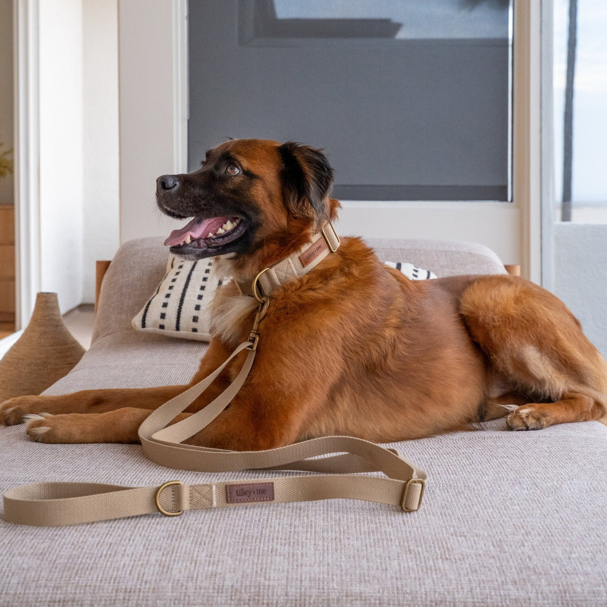 Desert sand dog leash with brass clasp on a seated brown dog