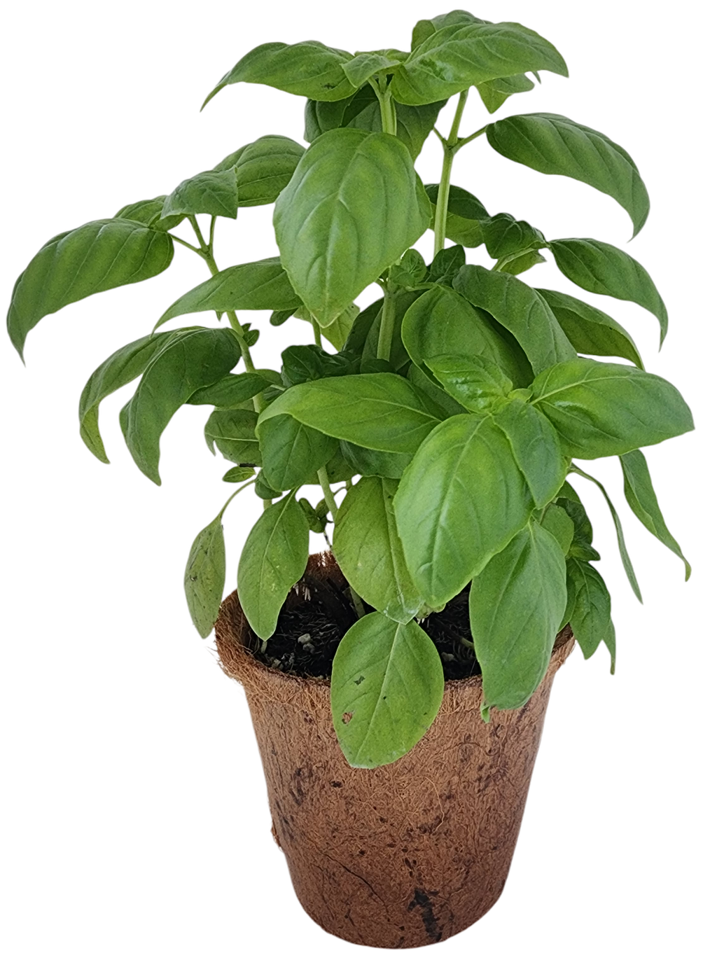 Basil starter plant with broad green leaves in a biodegradable fiber pot