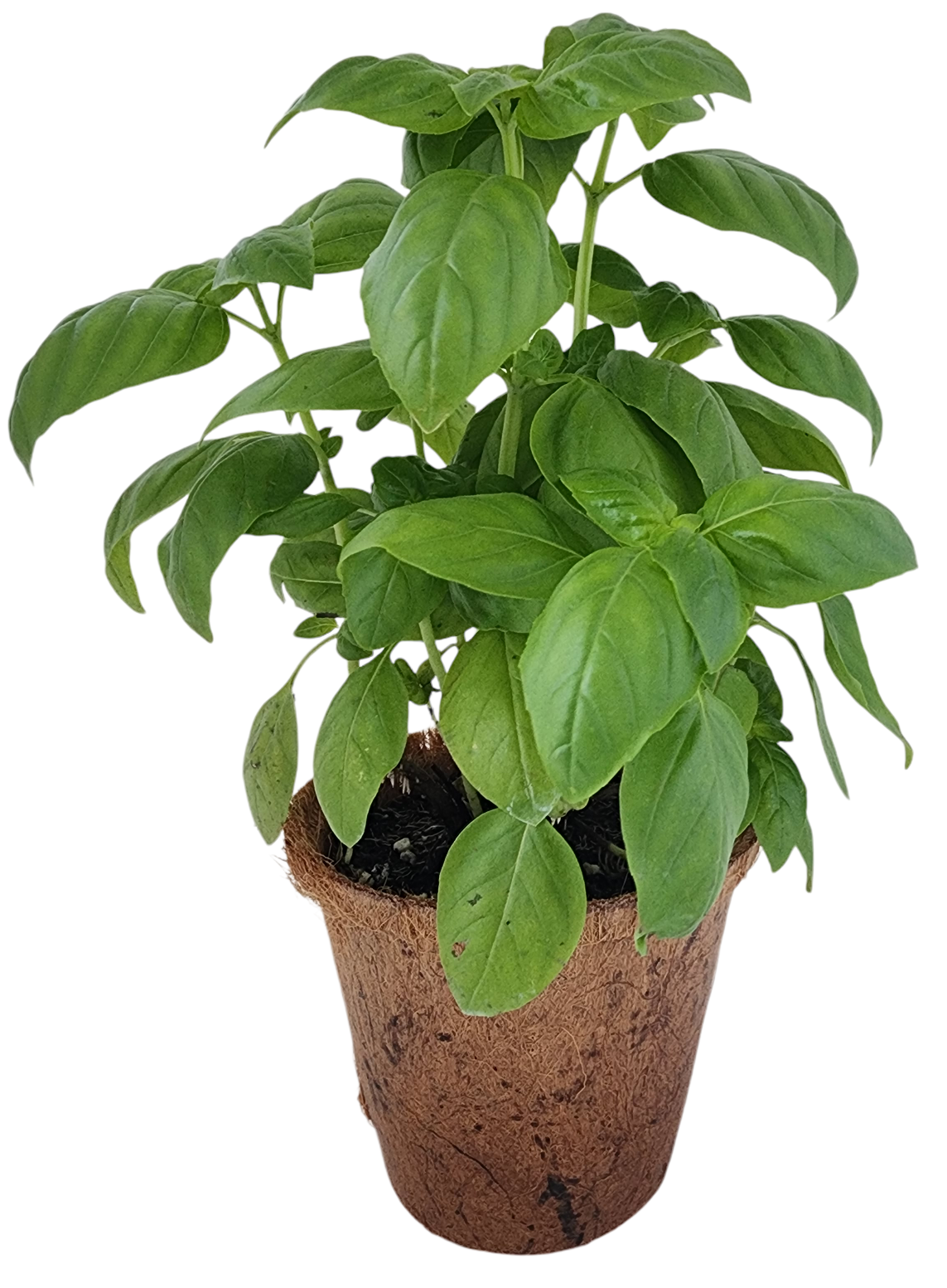 Basil starter plant with broad green leaves in a biodegradable fiber pot