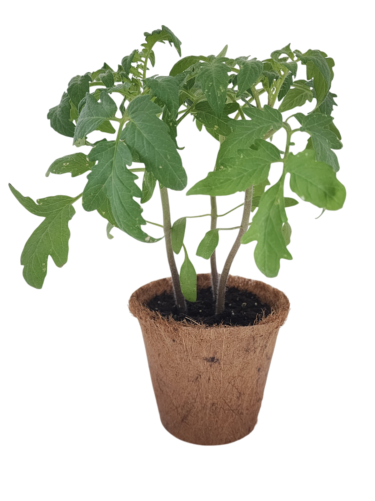 Tomato starter plant with serrated green leaves in a biodegradable fiber pot