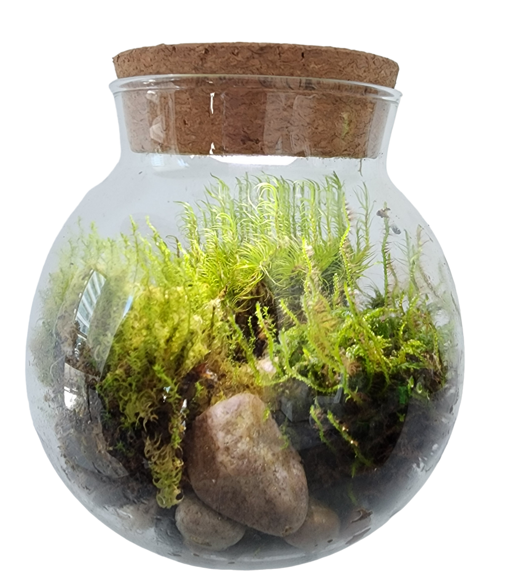 Glass MossBowl terrarium with wispy moss, stones and cork lid