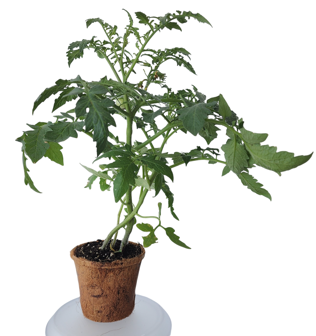 Tomato starter plant with branching stems and serrated leaves in a fiber pot