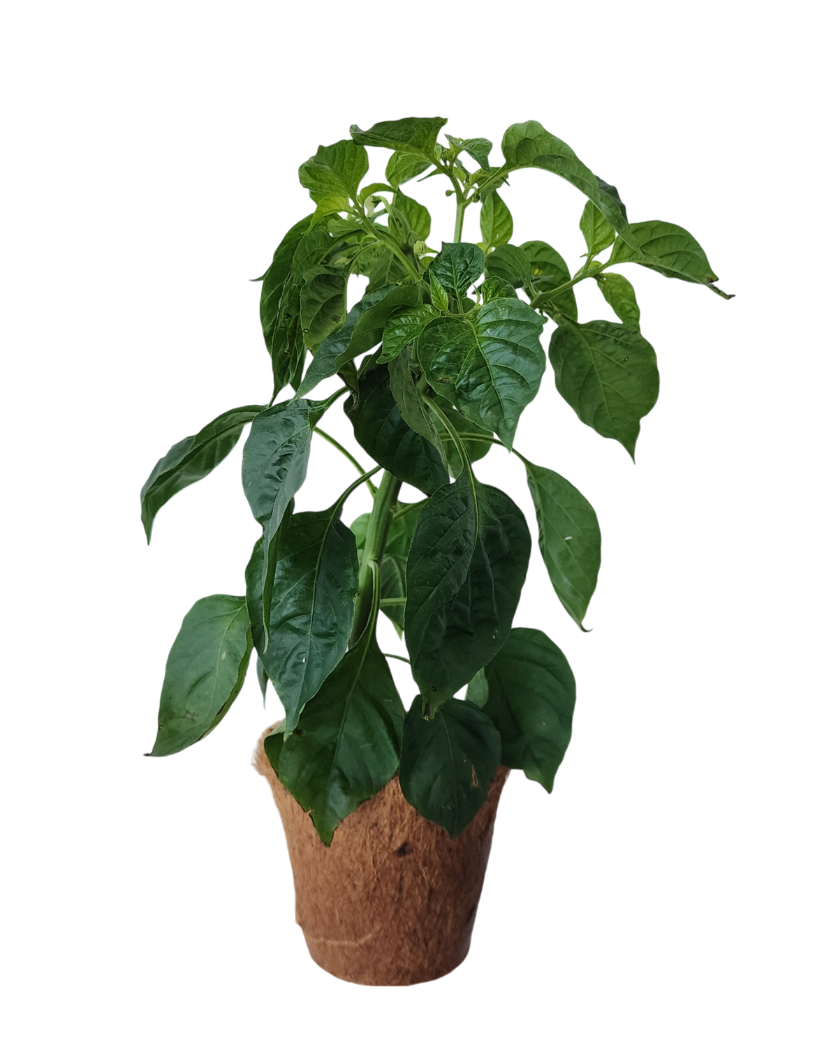 Pepper starter plant with dark green leaves in a biodegradable fiber pot