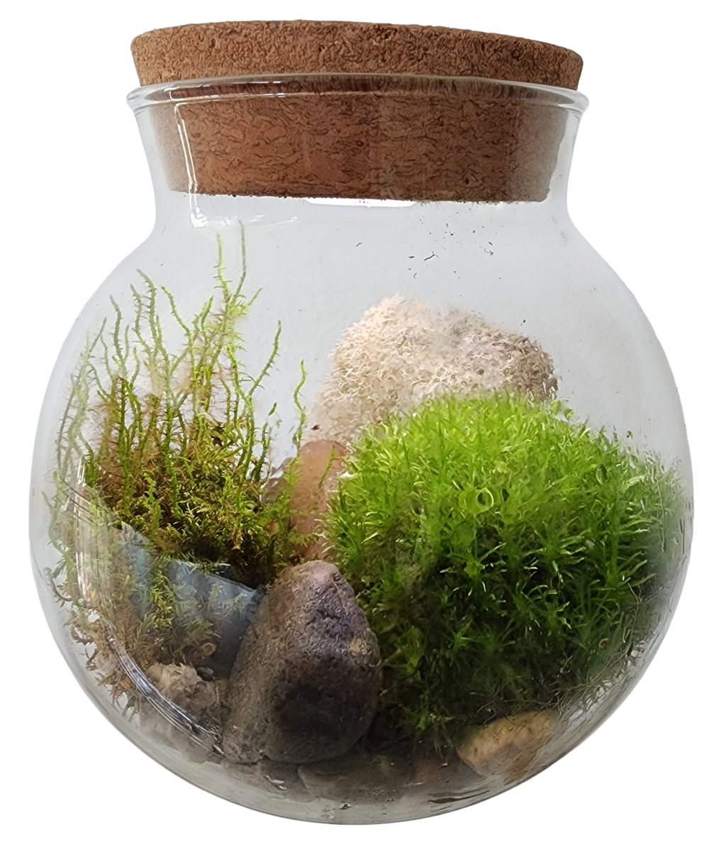Glass MossBowl terrarium with green and pale moss, stones and cork lid