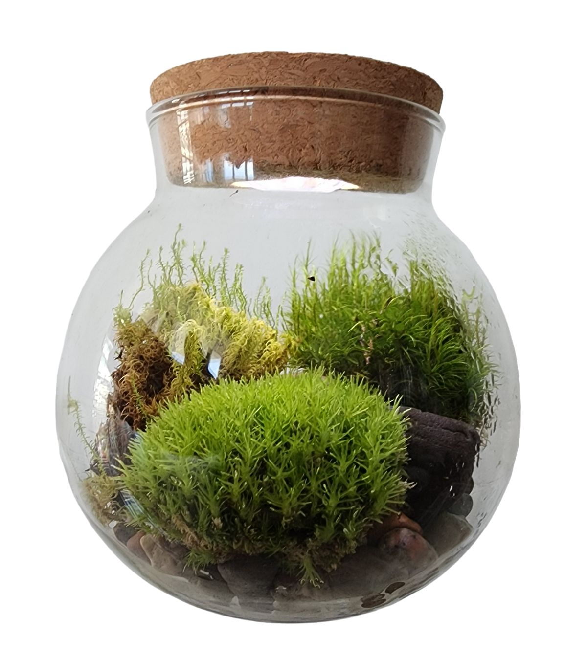 Glass MossBowl terrarium with layered green moss, stones and cork lid