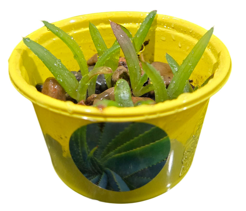 Yellow sprouting pot with small green shoots growing among seeds