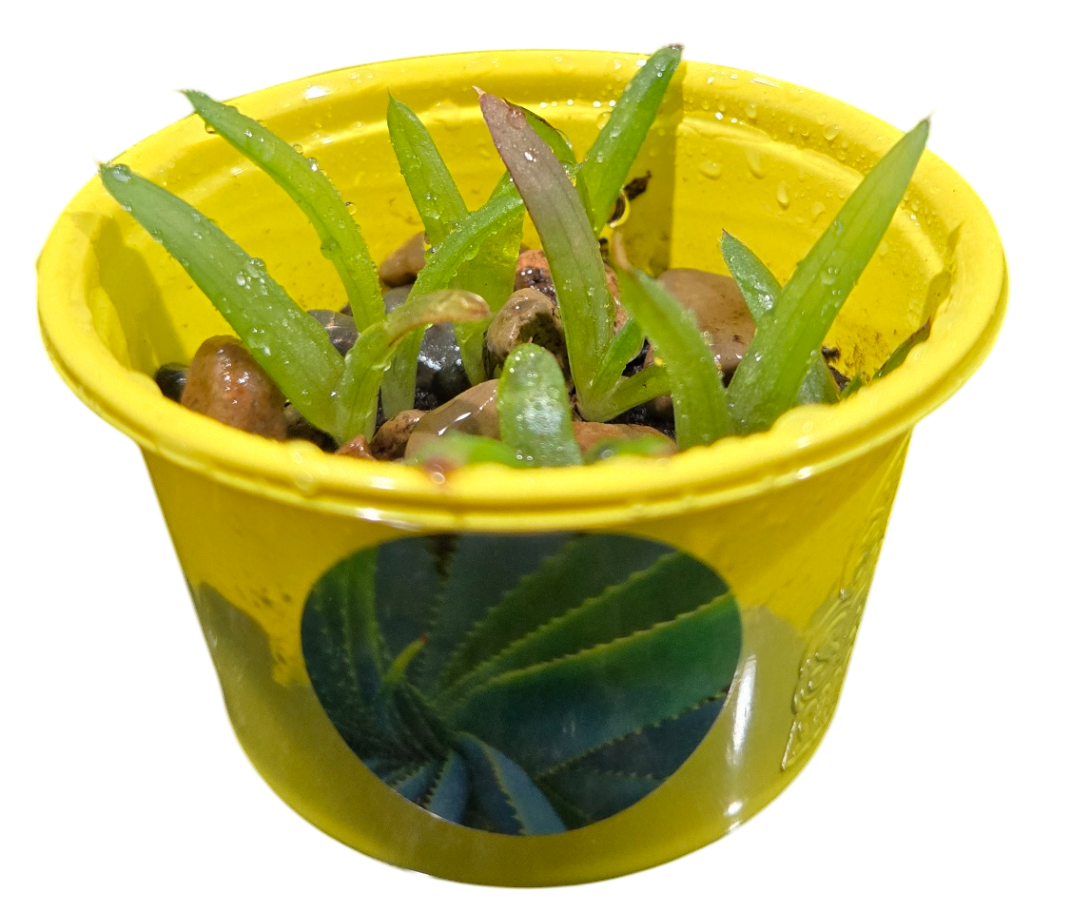 Yellow sprouting pot with small green shoots growing among seeds