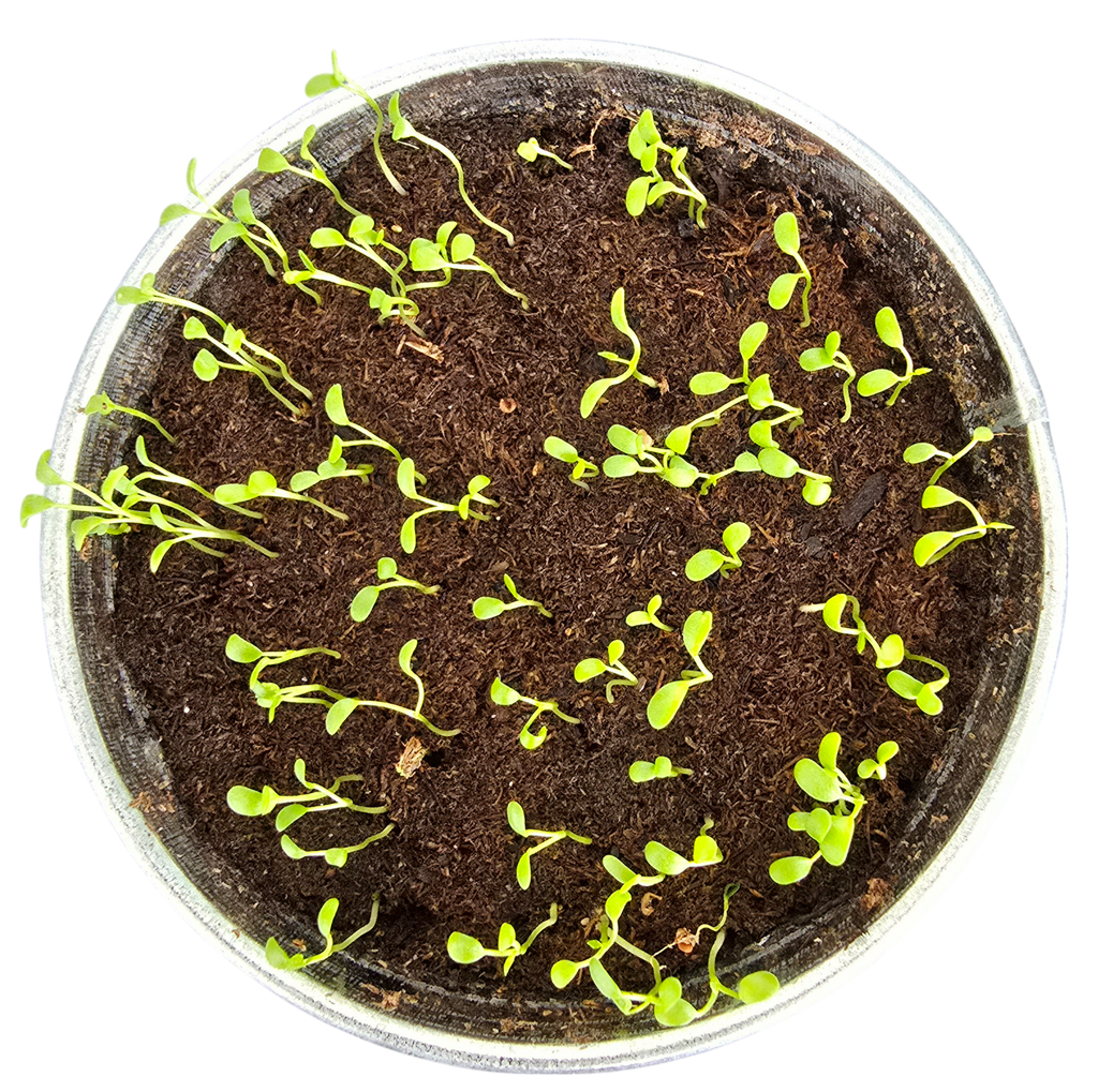 Top view of young shamrock seedlings growing in soil