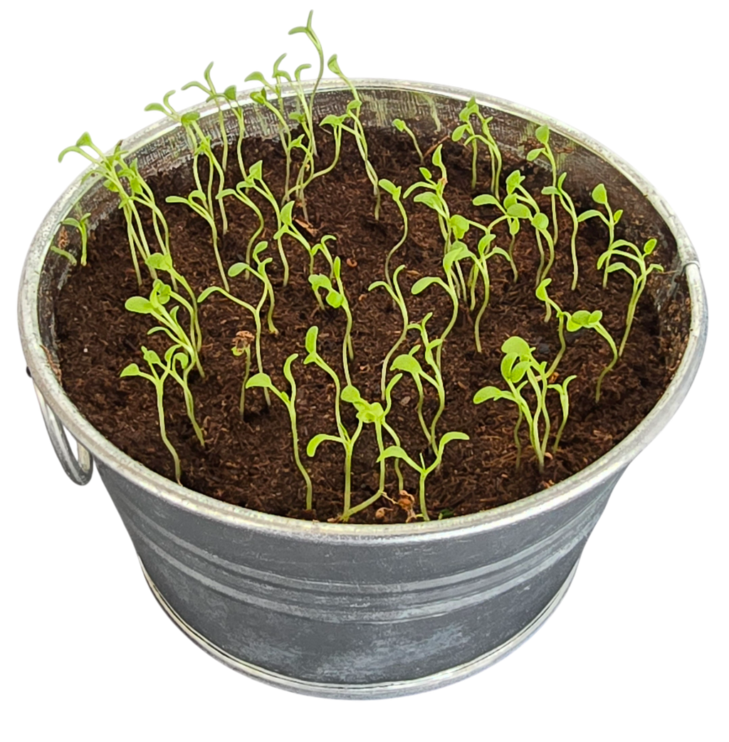 Young shamrock seedlings growing in soil inside a metal pot