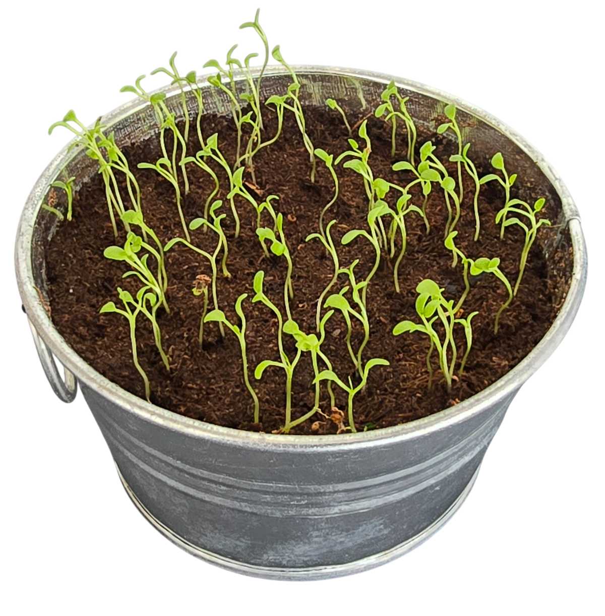 Young shamrock seedlings growing in soil inside a metal pot