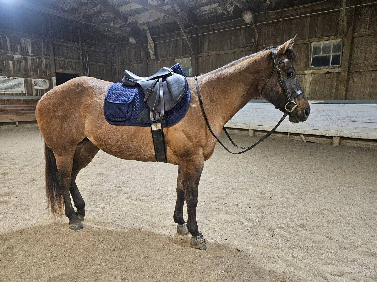 Blue quilted English saddle pad on a horse, half fleece lining visible on the spine