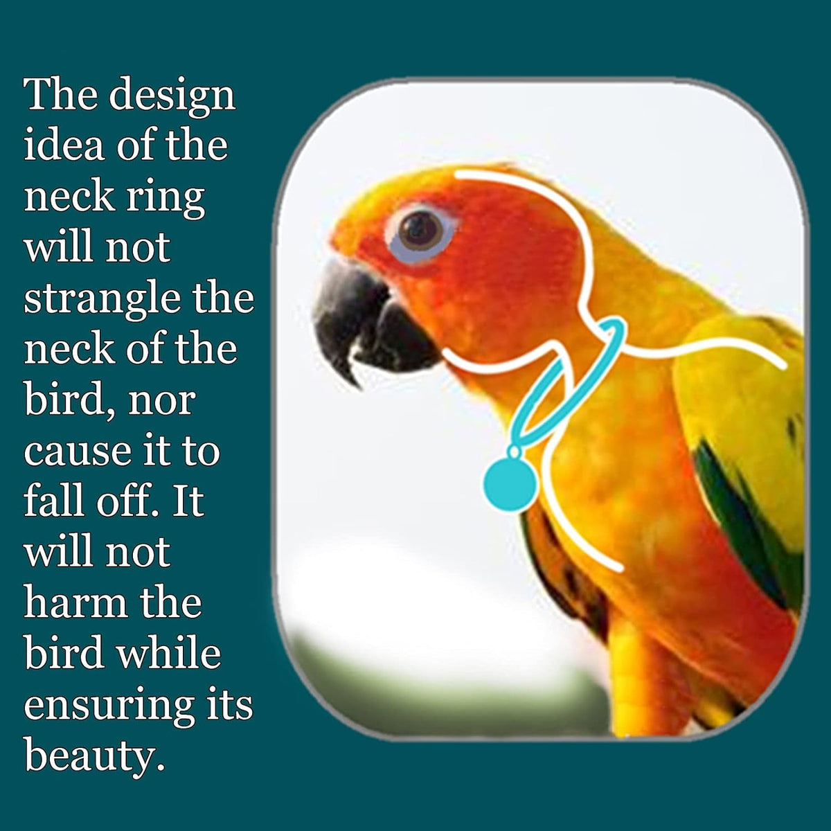 Bird collar with pendant, illustrated on an orange and yellow parrot