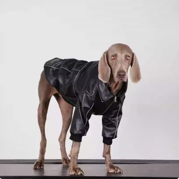 Black dog leather jacket with full zipper and elastic cuffs, front view