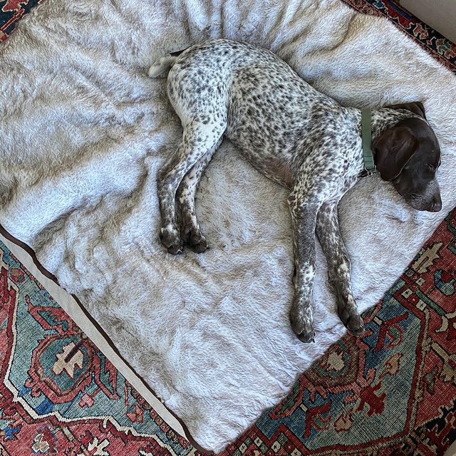 Light faux-fur pet blanket with brown trim, used as a resting mat