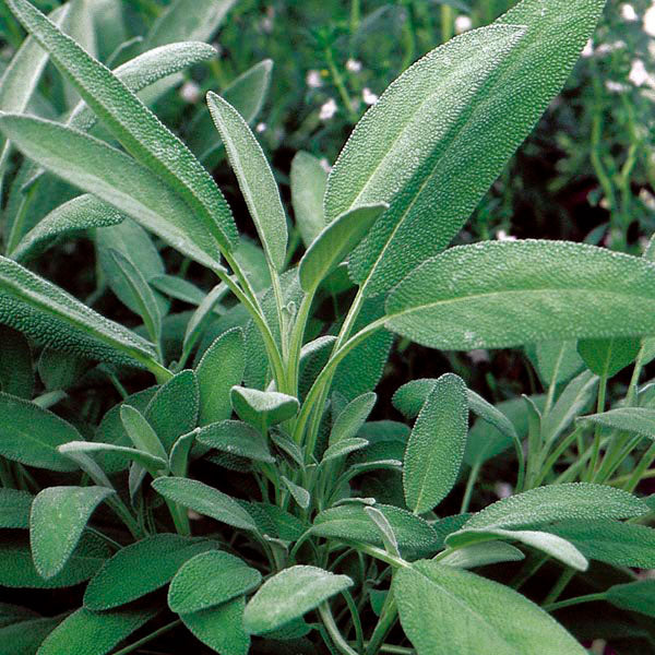 Broadleaf sage plant with textured silvery green leaves