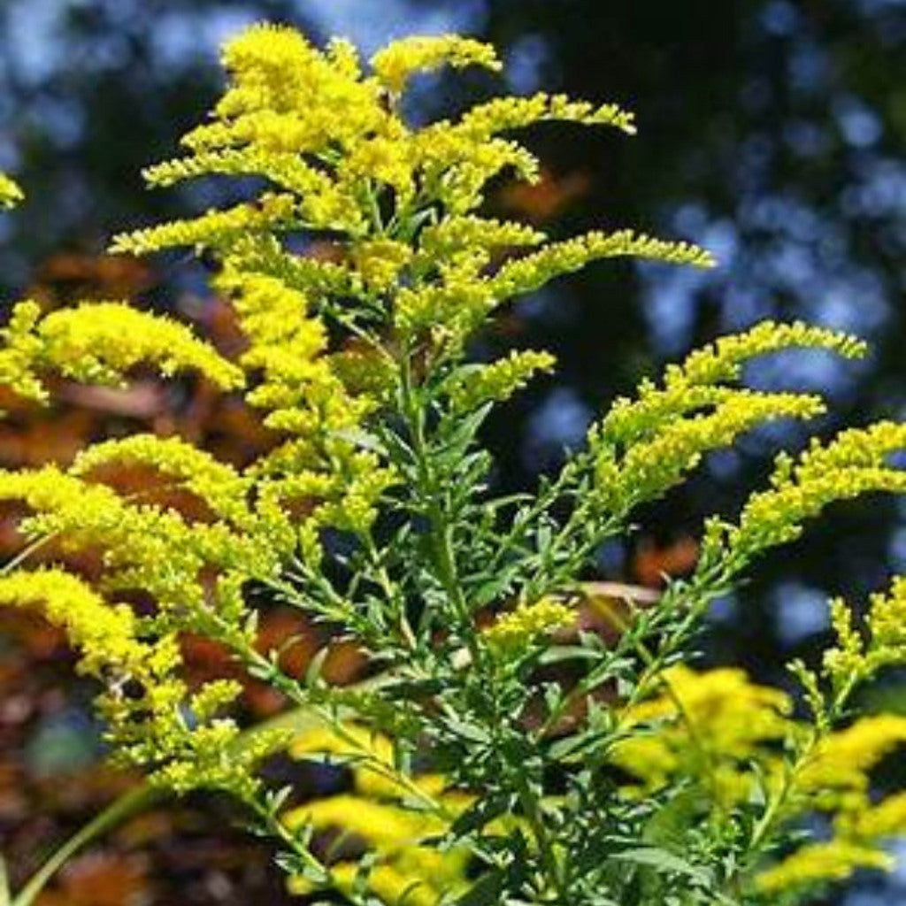 Tall Goldenrod Seeds (Solidago altissima)