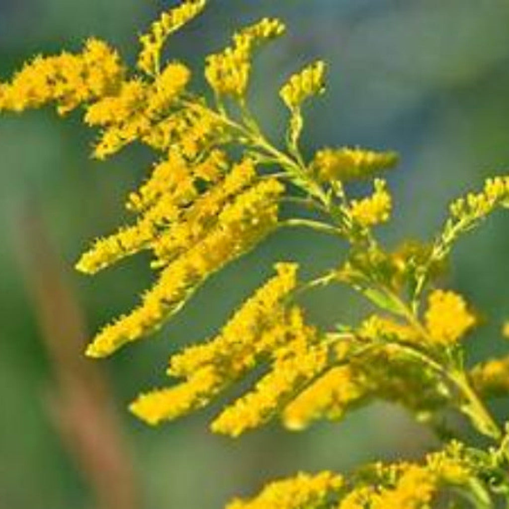 Tall Goldenrod Seeds (Solidago altissima)