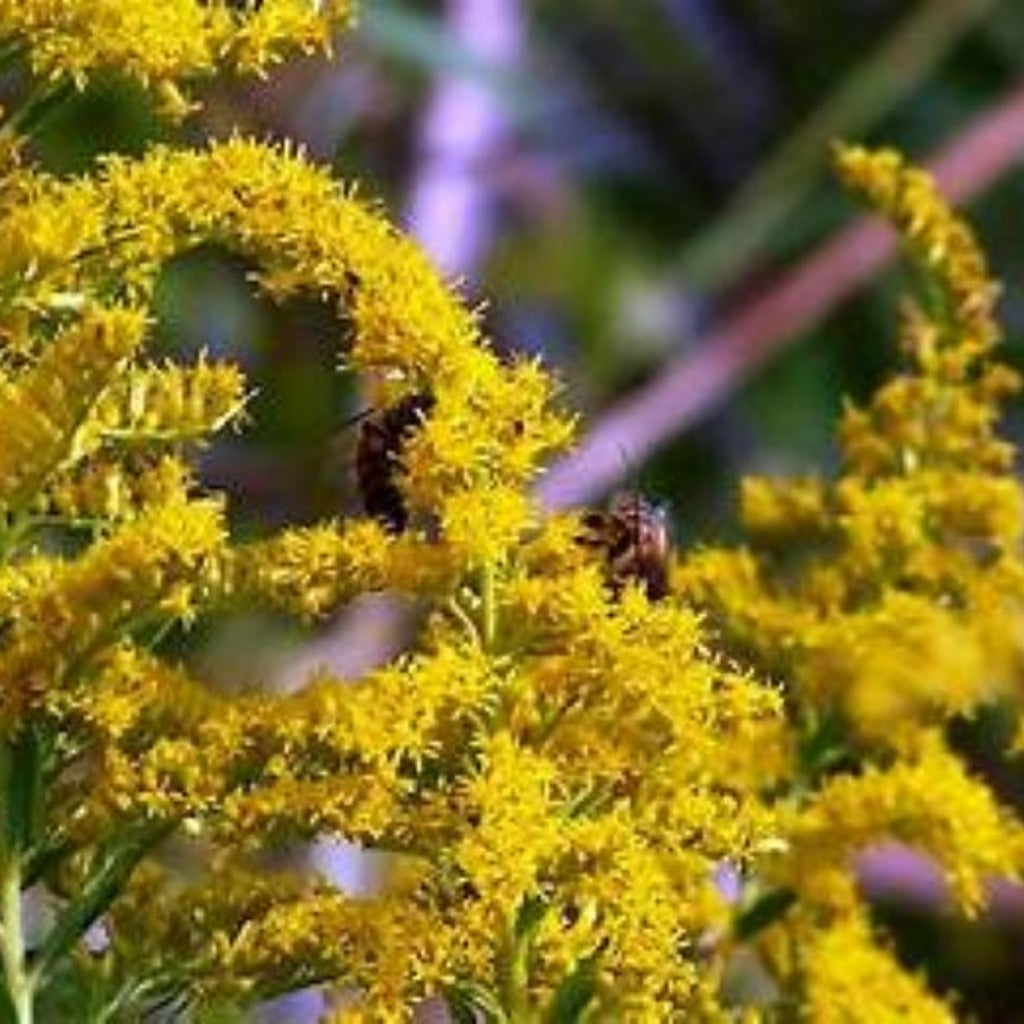 Tall Goldenrod Seeds (Solidago altissima)