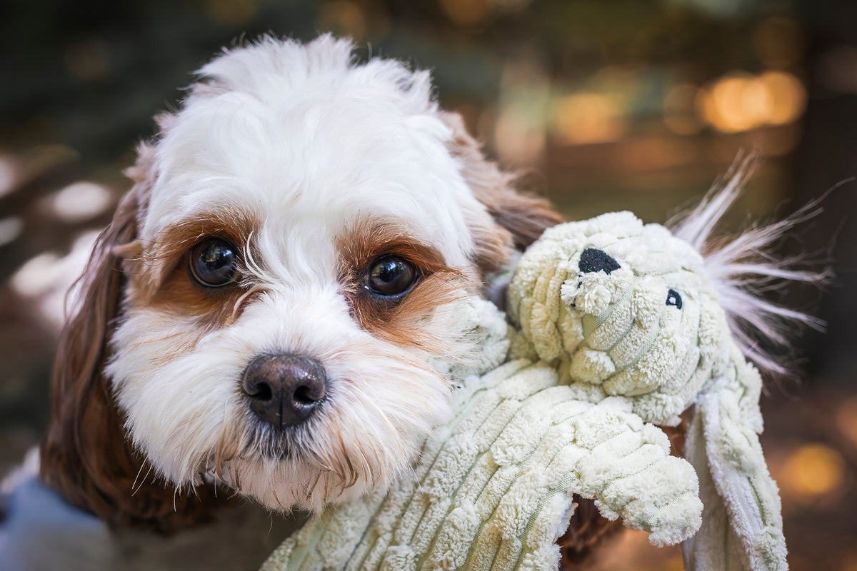 Durable plush dog toy with light green stuffed animal held by a small dog