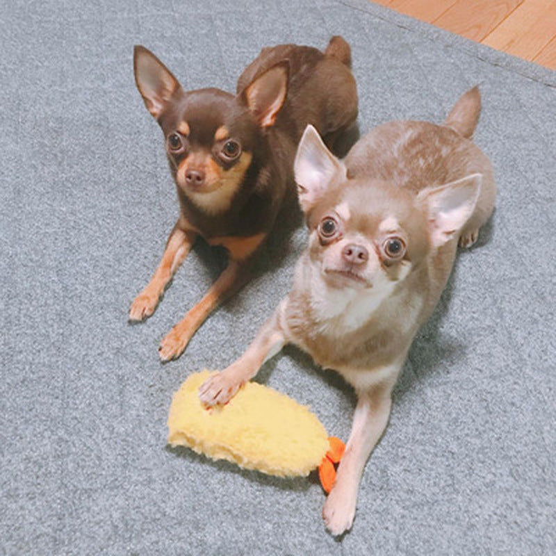 Chihuahua pair on carpet with yellow shrimp plush dog chew toy
