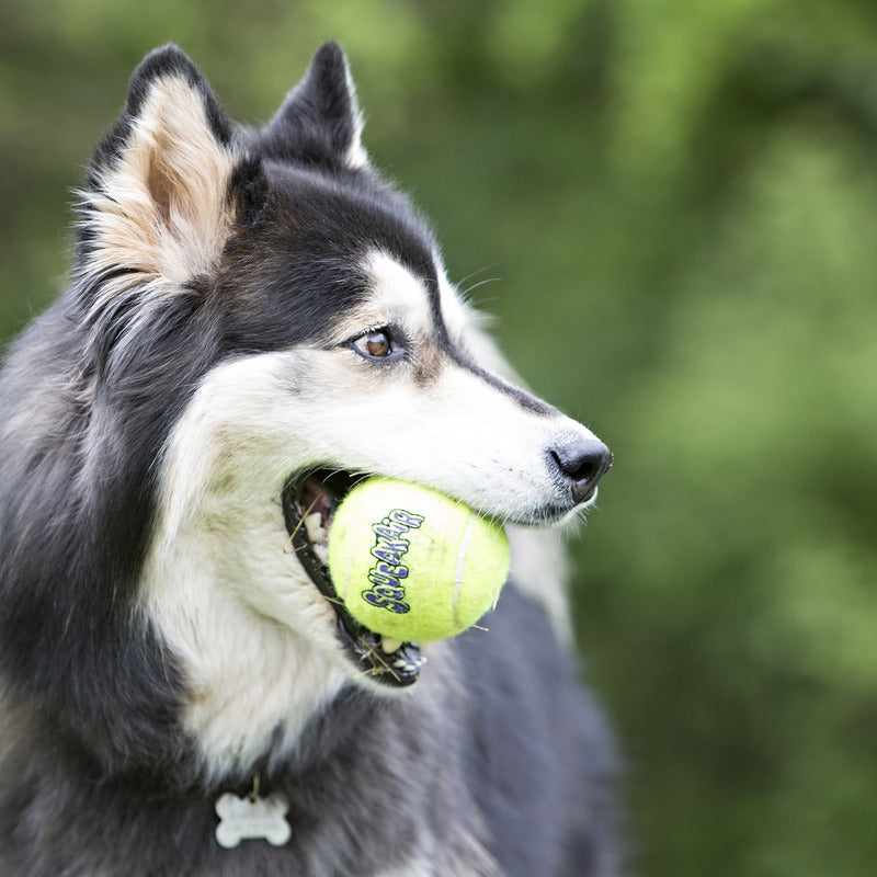 Neon green SqueakAir tennis ball with logo in a dog’s mouth