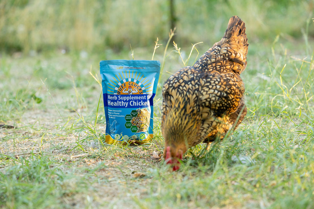 Small herb supplement pouch for healthy chickens on grass near a hen