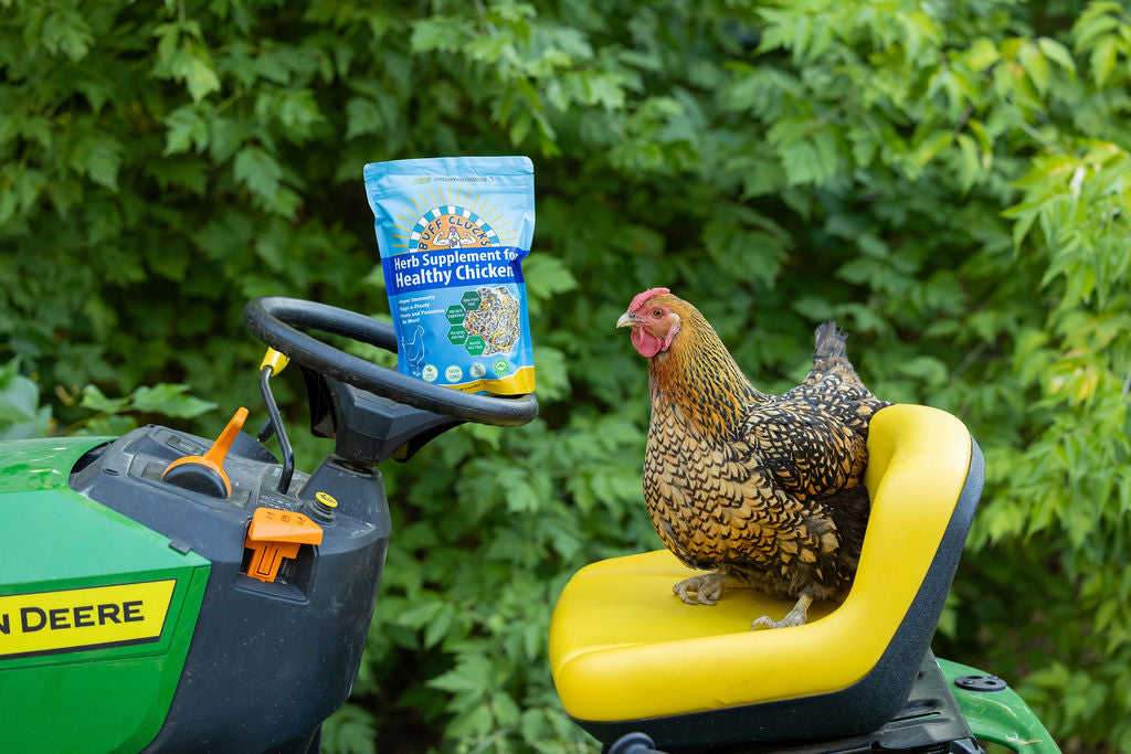 Blue herb supplement pouch on a lawn chair beside a brown-speckled chicken