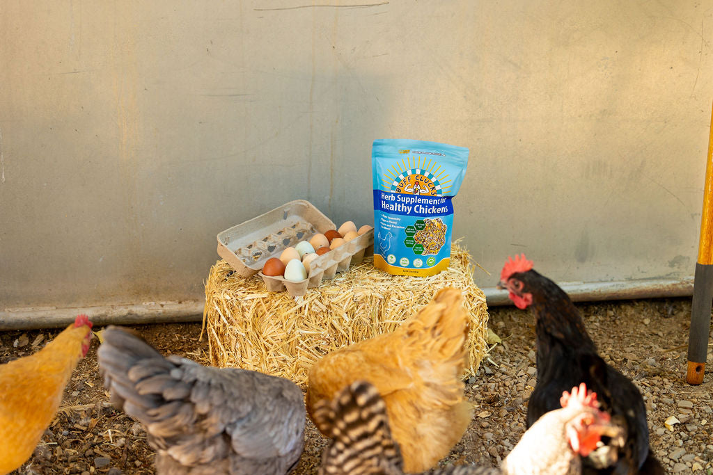 Blue herb supplement pouch on hay with chickens nearby