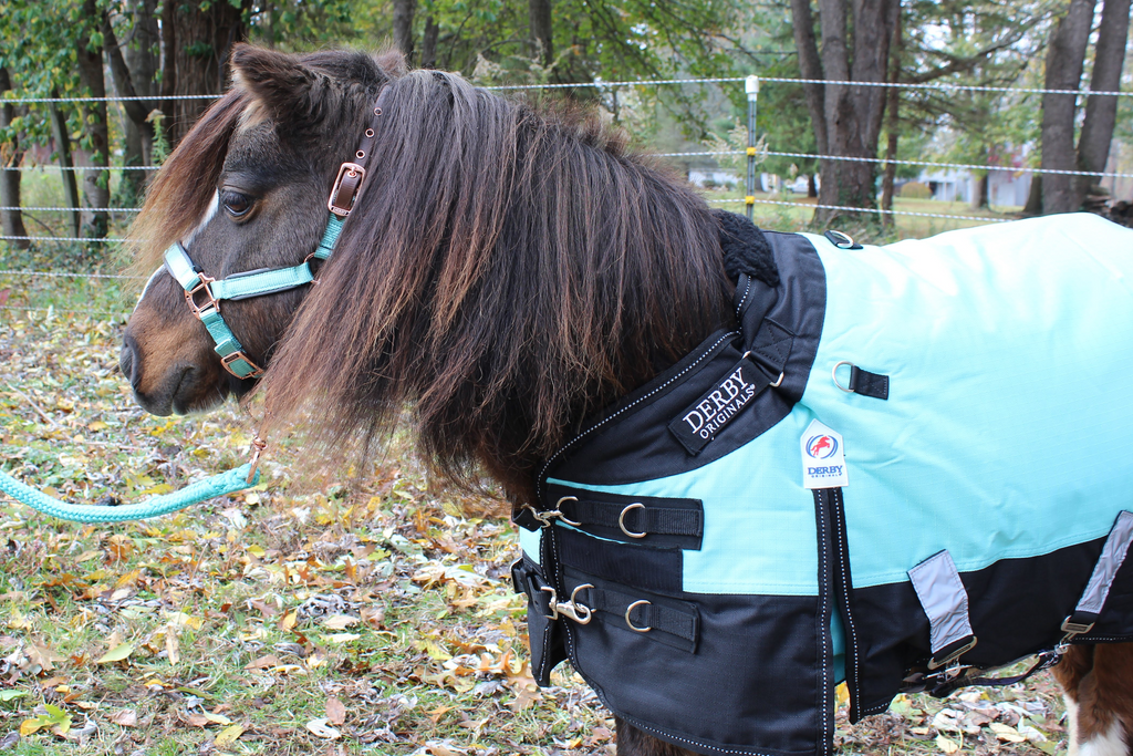 Turquoise and black waterproof mini pony turnout blanket with front straps