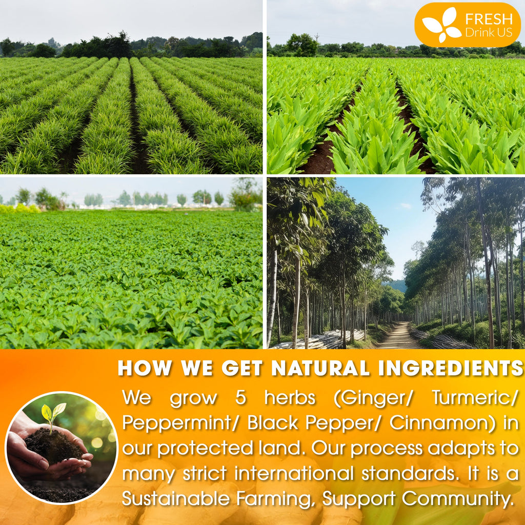 Green herb farm field rows of plants for natural tea ingredients