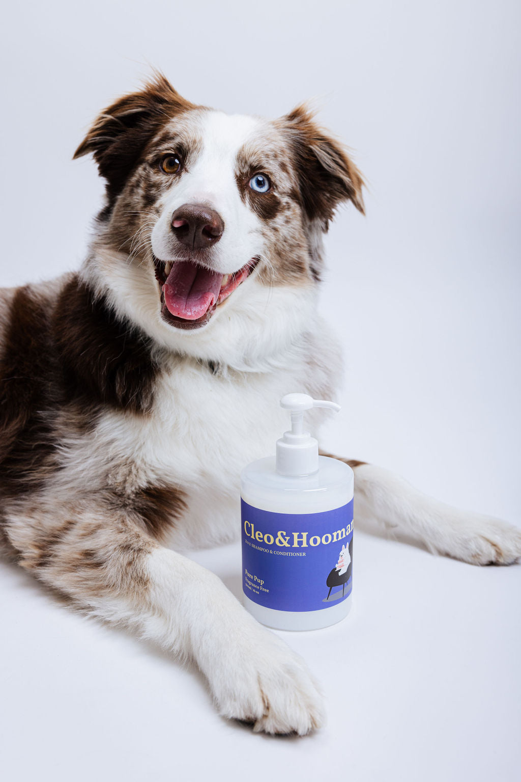 White and brown dog with blue-labeled shampoo pump bottle on couch